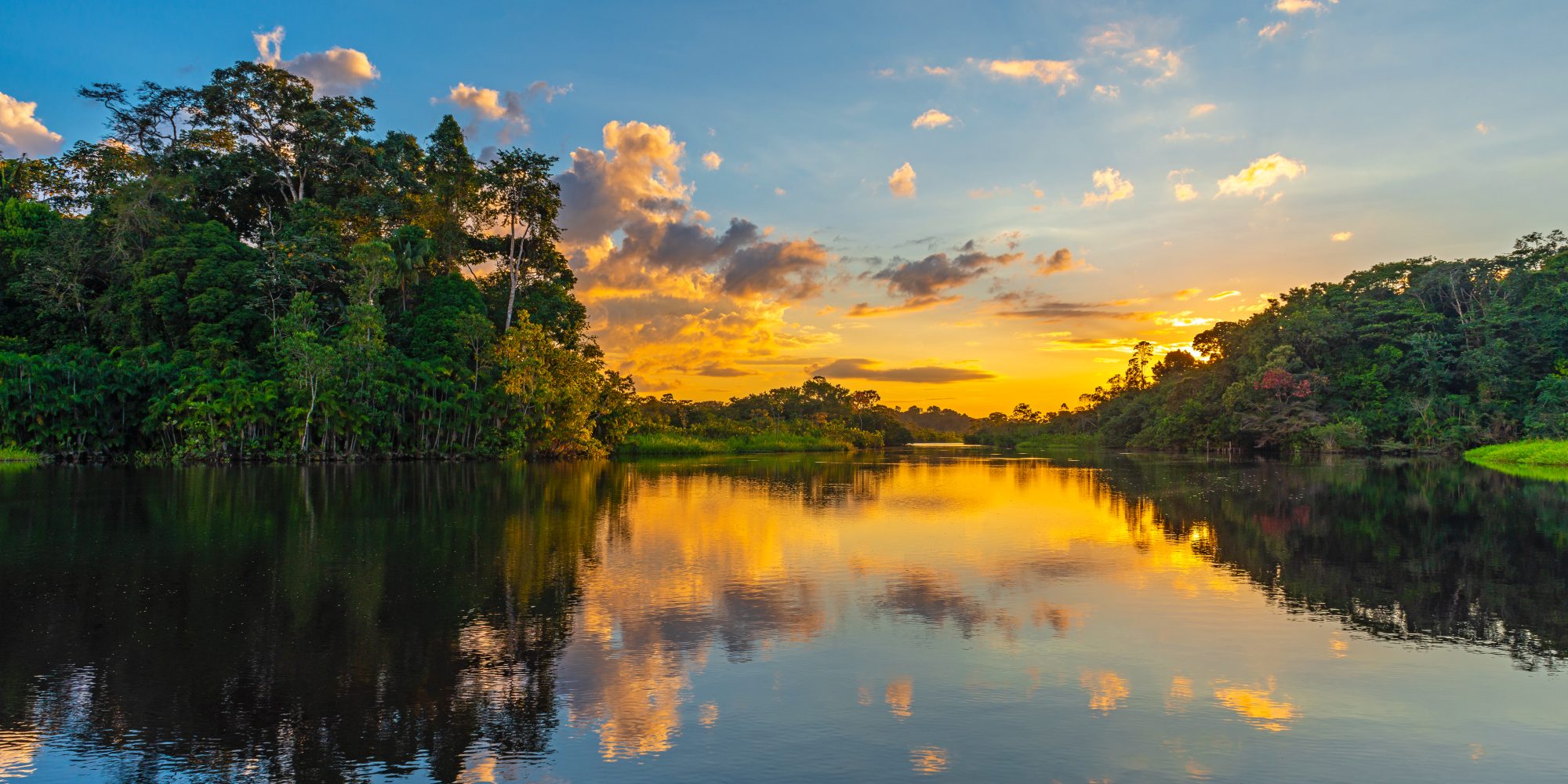 Lush rainforest canopy